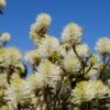 Großer Federbuschstrauch Fothergilla Major -Frucht Wald Geschaft Bl te Fothergilla2