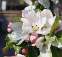 Holsteiner Cox Malus Domestica 9 Holsteiner Cox Malus Domestica -Frucht Wald Geschaft Bl te Holst Cox
