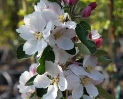Säulenapfel `James Grieve Super Compact ®´ Malus Domestica `James Grieve Super Compact´ -Frucht Wald Geschaft Bl te James Grieve Super Compact