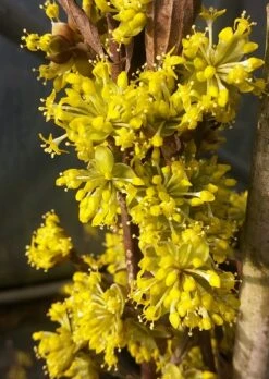 Frucht Wald Geschaft 34 Frucht Wald Geschaft -Frucht Wald Geschaft Bl te Jolico kornelkirsche