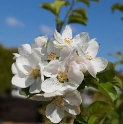 Zierapfel `Red Sentinel´ Malus `Red Sentinel´ -Frucht Wald Geschaft Bl te Red Sentinel