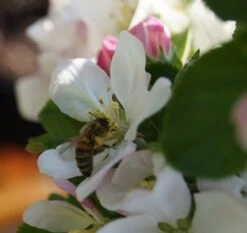 Säulenapfel `Rondo´ Malus Domestica `Rondo´ 12 Säulenapfel `Rondo´ Malus Domestica `Rondo´ -Frucht Wald Geschaft Bl te Rondo mit Biene