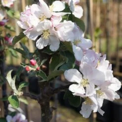 Säulenapfel `Suncats´ Malus Domestica -Frucht Wald Geschaft Bl te Suncats