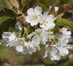 Säulenkirsche `Sylvia´ Prunus Avium `Sylvia´ -Frucht Wald Geschaft Bl te Sylvia