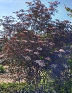 Holunder Black Lace ® Sambucus Nigra `Black Lace´ -Frucht Wald Geschaft Blace Lace Strauch