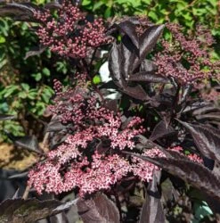 Rotblättriger Holunder `Black Beauty´ Sambucus Nigra `Black Beauty´ 8 Rotblättriger Holunder `Black Beauty´ Sambucus Nigra `Black Beauty´ -Frucht Wald Geschaft Black Beauty1