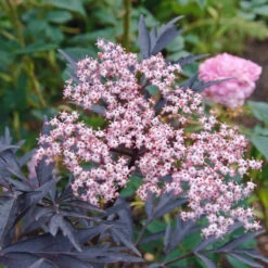 Holunder Black Lace ® Sambucus Nigra `Black Lace´ -Frucht Wald Geschaft Black Lace Bl te8k24AfJaw7WMO