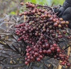 Holunder Black Lace ® Sambucus Nigra `Black Lace´ -Frucht Wald Geschaft Black Lace Furcht