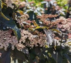 Holunder-Säule Black Tower (R) Sambucus Nigra `Black Tower´ -Frucht Wald Geschaft Black Tower1