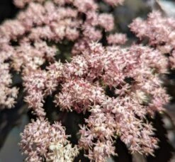 Holunder-Säule Black Tower (R) Sambucus Nigra `Black Tower´ -Frucht Wald Geschaft Black tower2