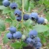 Heidelbeere `Ama´ Vaccinum Corymbosum `Ama´ -Frucht Wald Geschaft Blaubeere