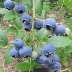 Heidelbeere `Ama´ Vaccinum Corymbosum `Ama´