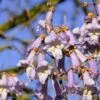 Blauglockenbaum / Kiri-Baum Paulownia Tomentosa -Frucht Wald Geschaft Blauglockenbaum
