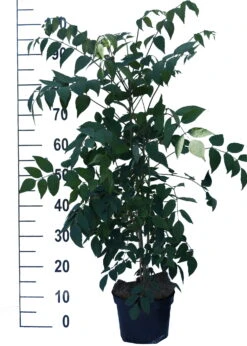 Blauschote / Blaugurkenbaum Decaisnea Fargesii 8 Blauschote / Blaugurkenbaum Decaisnea Fargesii -Frucht Wald Geschaft Blauschote Decaisnea weiss