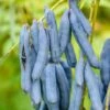 Blauschote / Blaugurkenbaum Decaisnea Fargesii -Frucht Wald Geschaft BlauschotezeIhDPZS0tu5z