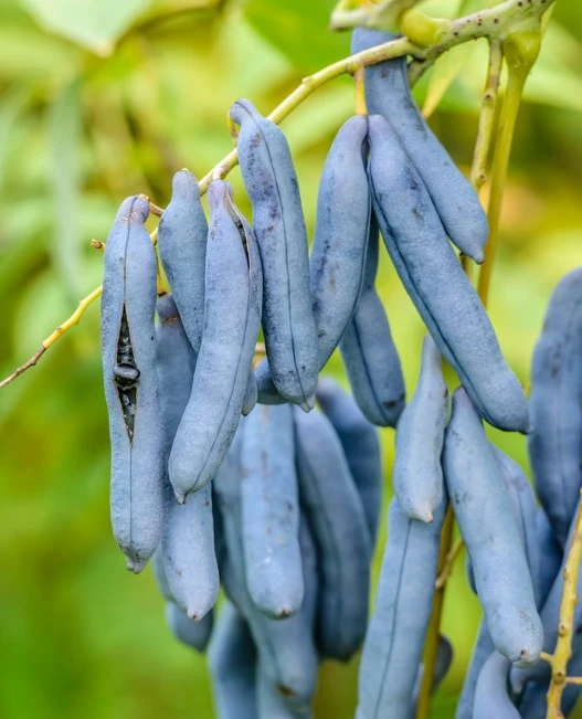 Blauschote / Blaugurkenbaum Decaisnea Fargesii 3 Blauschote / Blaugurkenbaum Decaisnea Fargesii