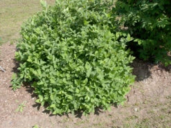 Sibirische Blaubeere "Blue Velvet" Lonicera Kamtschatica `Blue Velvet´ 7 Sibirische Blaubeere "Blue Velvet" Lonicera Kamtschatica `Blue Velvet´ -Frucht Wald Geschaft Blue Velvet Kordes Jungpflanzen