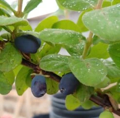 Sibirische Blaubeere "Blue Velvet" Lonicera Kamtschatica `Blue Velvet´