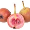 Sommer-Blut-Birne Pyrus Communis 2 Sommer-Blut-Birne Pyrus Communis -Frucht Wald Geschaft Blutbirne1