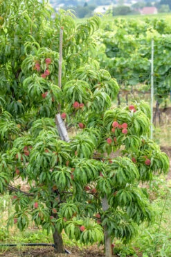 Zwergpfirsich `Bonanza´ Prunus Persica -Frucht Wald Geschaft Bonanza