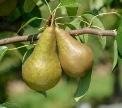 Bosc´s Flaschenbirne Pyrus Communis `Bosc´s Flaschenbirne´