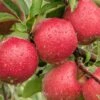 Braeburn Malus Domestica -Frucht Wald Geschaft BraeburnzWtupFDhTbvYl