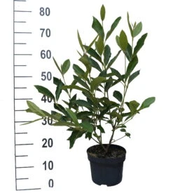 Amerikanischer Schneeball `Brandywine´ Viburnum Nudum `Brandywine´ 12 Amerikanischer Schneeball `Brandywine´ Viburnum Nudum `Brandywine´ -Frucht Wald Geschaft Brandywine weiss