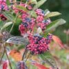 Amerikanischer Schneeball `Brandywine´ Viburnum Nudum `Brandywine´ 1 Amerikanischer Schneeball `Brandywine´ Viburnum Nudum `Brandywine´ -Frucht Wald Geschaft Brandywine2