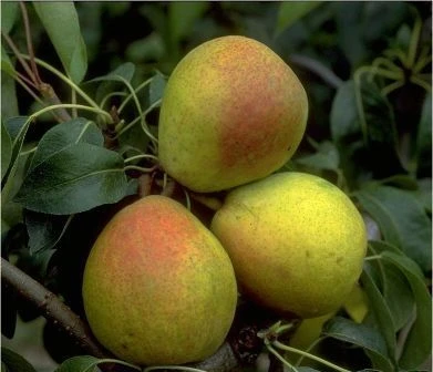 Bunte Julibirne Pyrus Communis `Bunte Julibirne´ 3 Bunte Julibirne Pyrus Communis `Bunte Julibirne´