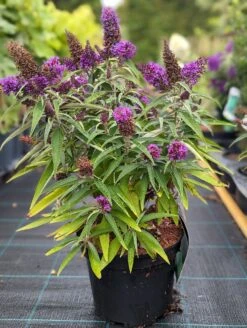 Schmetterlingsflieder Butterfly Candy® (versch. Farben) Buddleja Davidii -Frucht Wald Geschaft Butterfly Candy
