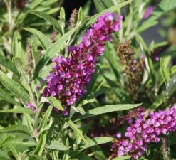 Säulen-Sommerflieder `Butterfly Tower´ Buddleja Davidii `Butterfly Tower´ -Frucht Wald Geschaft Butterfly Tower 2
