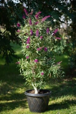 Säulen-Sommerflieder `Butterfly Tower´ Buddleja Davidii `Butterfly Tower´ -Frucht Wald Geschaft Butterfly Tower Kordes Jungpflanzen2