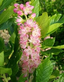 Zimterle - Clethra Clethra Alnifolia -Frucht Wald Geschaft CLethra 1