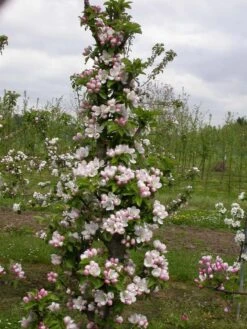 Zwergapfel `Cactus´ Malus Domestica `Cactus´ -Frucht Wald Geschaft Cactus2