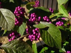 Schönfrucht, Liebesperlenstrauch Callicarpa Bodinieri `Profusion´ 7 Schönfrucht, Liebesperlenstrauch Callicarpa Bodinieri `Profusion´ -Frucht Wald Geschaft Callicarpa 04