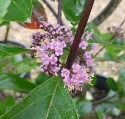 Schönfrucht, Liebesperlenstrauch Callicarpa Bodinieri `Profusion´ 8 Schönfrucht, Liebesperlenstrauch Callicarpa Bodinieri `Profusion´ -Frucht Wald Geschaft Callicarpa Sch nfrucht Bl te
