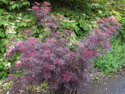 Holunder `Cherry Lace´ Sambucus Nigra `Cherry Lace´ -Frucht Wald Geschaft Cherry LAce3