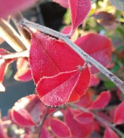 Chinesische Quitte / Holzquitte Pseudocydonia Sinensis -Frucht Wald Geschaft Chinesische Quitte Holzquitte Pseudocydonia