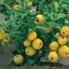 Nordische Zitrone, Zierquitte `Cido´ Chaenomeles Japonica `Cido´ 1 Nordische Zitrone, Zierquitte `Cido´ Chaenomeles Japonica `Cido´ -Frucht Wald Geschaft Cido