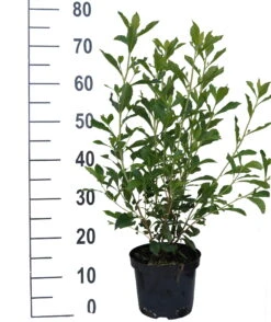 Zimterle - Clethra Clethra Alnifolia -Frucht Wald Geschaft Clethra Ruby Spice