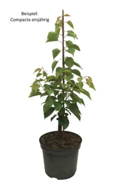 Kompakt Wachsende Aprikose `CompactaⓇ´ Prunus Armeniaca `Compacta´ -Frucht Wald Geschaft Compacta weiss Text