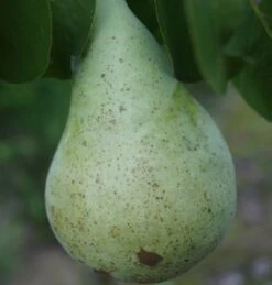 Zwergbirne `Little Sweety´ Pyrus Communis `Little Sweety´