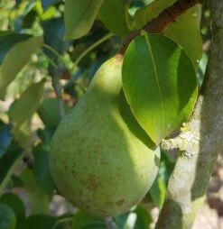 Säulenbirne `Condo´ Pyrus Communis `Condo´ -Frucht Wald Geschaft Condo S ule