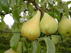 Condo Pyrus Communis `Condo´ -Frucht Wald Geschaft Condo 3