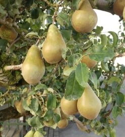 Conference Pyrus Communis `Conference -Frucht Wald Geschaft Conference Birne