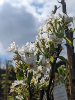 Conference Pyrus Communis `Conference -Frucht Wald Geschaft Conference Bl te