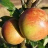 Cox Orangenrenette Malus Domestica -Frucht Wald Geschaft Cox Orange1 600x600