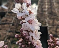 Zwergpfirsich `Crimson Bonfire´ Prunus Persica `Crimson Bonfire´ -Frucht Wald Geschaft Crimson Bonfire