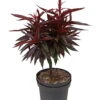 Zwergpfirsich `Crimson Bonfire´ Prunus Persica `Crimson Bonfire´ -Frucht Wald Geschaft Crimson Bonfire weiss1