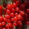 Rolan Ribes Rubrum `Rolan´ 1 Rolan Ribes Rubrum `Rolan´ -Frucht Wald Geschaft DSC01665